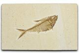 Detailed Fossil Fish (Diplomystus) - Wyoming #355601-1